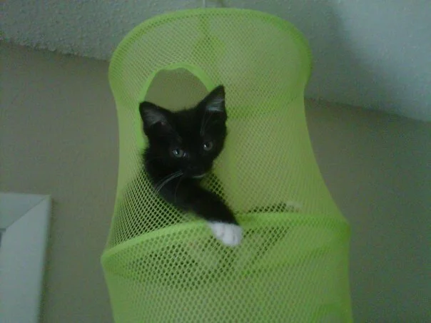 KYJ - Cats... - RaGEZONE Forums