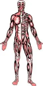 muscles - ill - RaGEZONE Forums