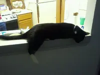 278846_250685784959279_100000535771061_936339_1942689_o - Cats... - RaGEZONE Forums