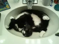 287856_256186867742504_100000535771061_956417_1957422_o - Cats... - RaGEZONE Forums