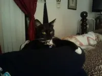 169883_186683171359541_100000535771061_578034_823052_o - Cats... - RaGEZONE Forums