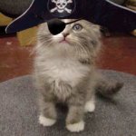 PirateCat.jpg