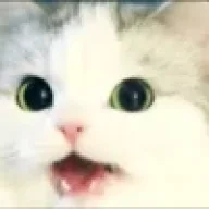 Angry Catster