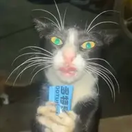 lolmeow1