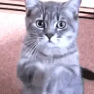 cattanomics