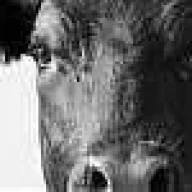 BlackCow